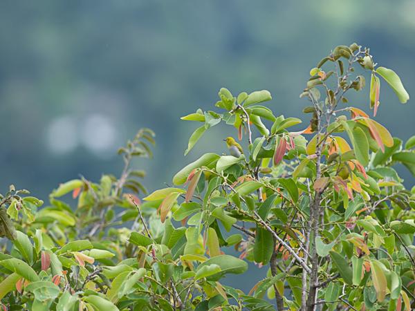 <h3><a href="/trips/srilanka/biota/animalia/chordata/aves/040 passeriformes/093 zosteropidae/zosterops palpebrosus/zosterops palpebrosus-nl.html">Zosterops&nbsp;palpebrosus</a> / Oriental&nbsp;white‑eye / Indische&nbsp;brilvogel</h3>NIKON D500 met AF-S Nikkor 300mm f/2.8G IF-ED VR II, 1/800 sec  bij F5.0, ISO 200, afstand 14.9&nbsp;m